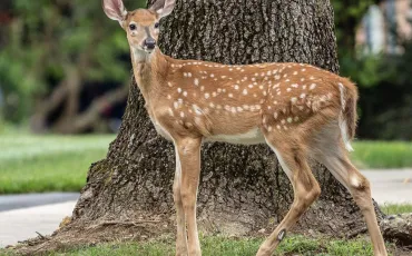 Quiz Animaux