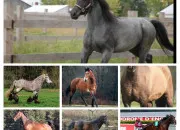 Quiz Connais-tu bien les races de chevaux n3