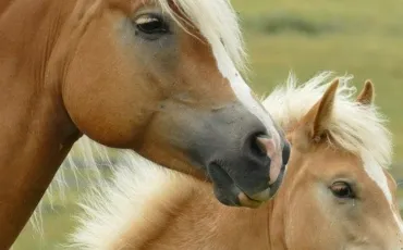 Quiz Animaux