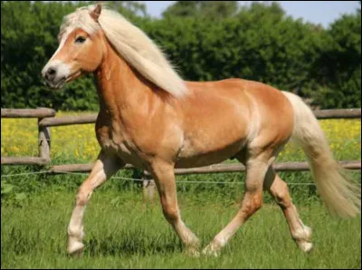 Le haflinger est-il un cheval ?