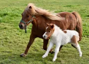 Quiz Connais-tu bien le Shetland ?