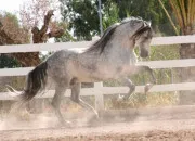 Test Quelle race de cheval ou de poney te correspond ? 3