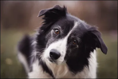 Quel est cet animal ?