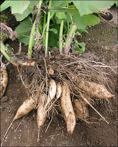 Quel est l'autre nom de la poire de terre, espèce de plantes vivaces tubéreuse, originaire d'Amérique du Sud ?