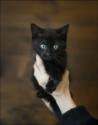 Tu trouves un chaton abandonné près de ton territoire, que fais-tu ?