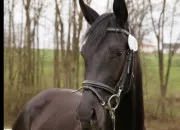 Quiz Les chevaux d'Europe