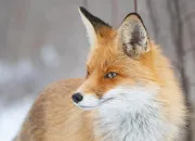 Quiz Connais-tu bien le renard roux ?