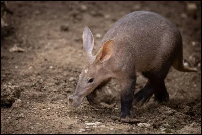 Quel est l'animal sur la photo ?