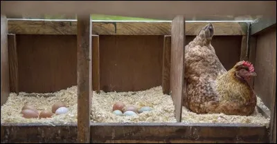 Combien de temps couve une poule ?