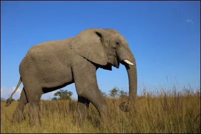 Quel est cet animal ?