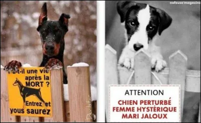 Comment dit-on "chien" en allemand ?