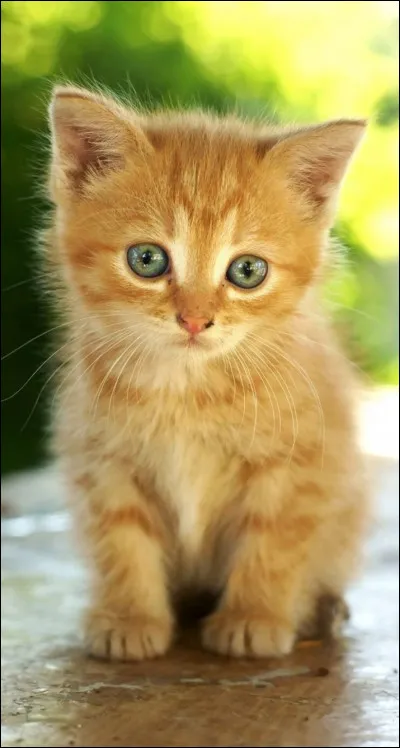 On dit un chaton...