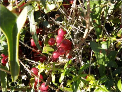 Flore : Quelle est cette plante particulièrement appréciée des Schtroumpfs ?