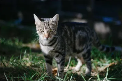 Ceci est un lynx.