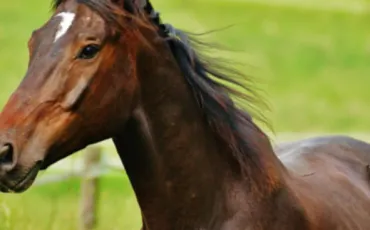 Quiz Chevaux