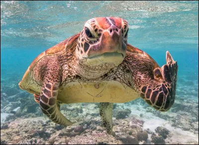 Qu'a l'air de faire cette tortue ?