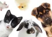 Quiz Top 10 des animaux les plus moches du monde