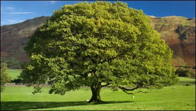 Que ce soit un chêne, un bouleau ou un acacia, c'est un :