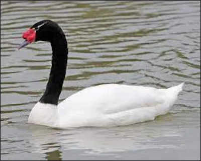 Comment dit-on le "cygne" en anglais ?