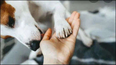 Quand un chien nous lèche, c'est qu'il...