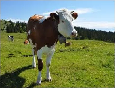 Comment dit-on la "vache" en anglais ?