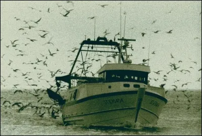 Quand les mouettes suivent un chalutier, c'est qu'elles pensent qu'on va leur jeter des sardines !