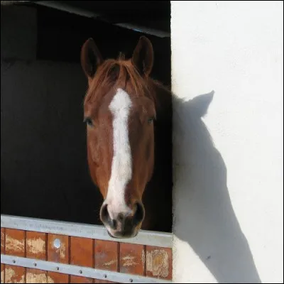 Que doit-on faire pour approcher un cheval dans son box ?