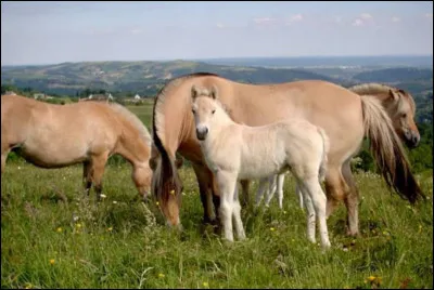 Le fjord est le cheval des...