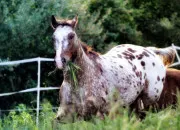 Quiz L'appaloosa