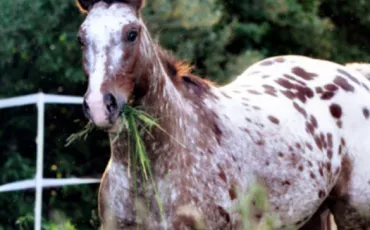 Quiz Animaux