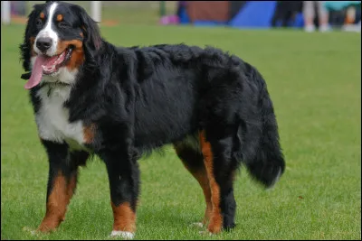 Quelle est cette race de chien ?