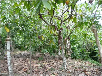 Comment s'appelle l'arbre sur lequel on récolte les fruits pour la fabrication du chocolat ?