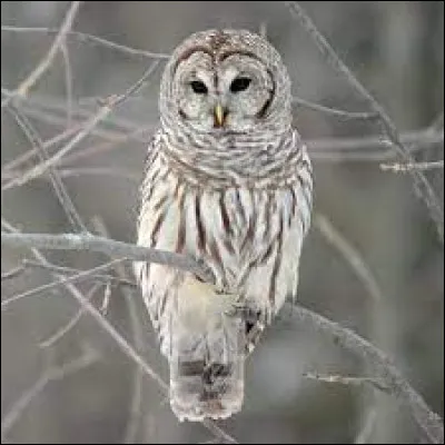 Que faut-il ajouter à "cho" pour obtenir le nom de ce rapace nocturne ?