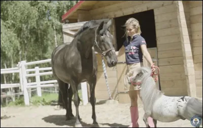 Qu'est-ce qu'un poney ?