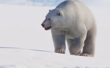 Quiz Animaux