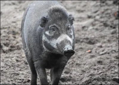 Quel est cet animal ?