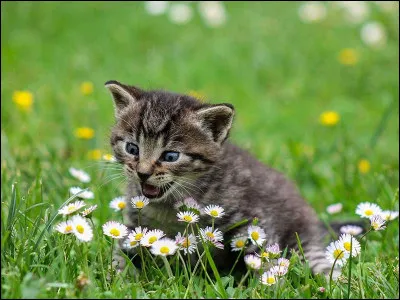 Quel était le nom de chaton de Plume de Faucon ?