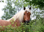 Quiz Connais-tu bien les races de chevaux ? n4