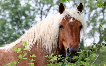 Quiz Chevaux