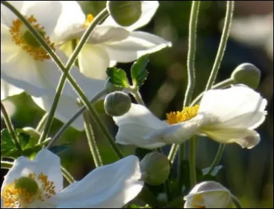 Mes hautes hampes fleuries apparaissent à l'automne. Dès lors mes fleurs, toutes simples, se bercent au gré du vent jusqu'aux premières gelées : une merveille dans les jardins de curés. Je suis...