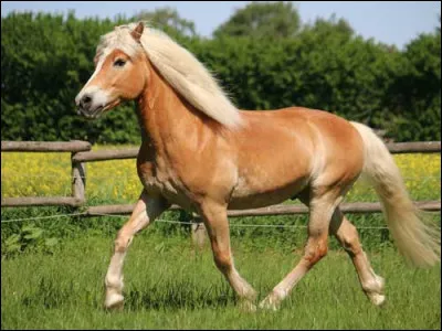 Dans quelle langue "cheval" se dit-il "horse" ?