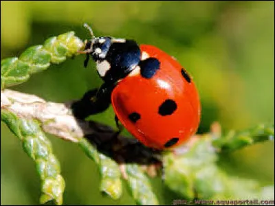 Quel est cet insecte rouge et noir ?