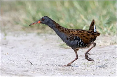 Poussé vers le départ, c'est le...