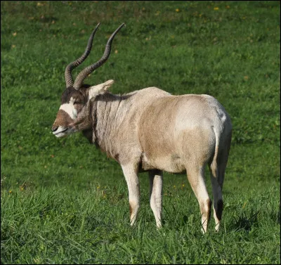 Quel est cet animal ?