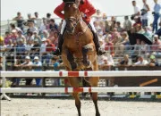 Test Quel cheval est fait pour toi ?