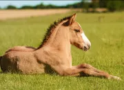 Quiz Connais-tu bien les chevaux ?