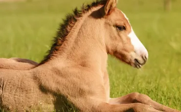 Quiz Chevaux