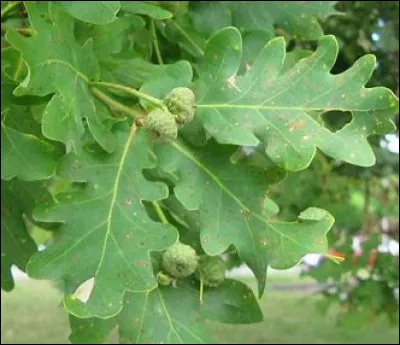 Quel est le nom de cet arbre ?