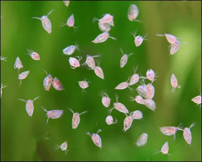 Comment s'appellent ces puces d'eau, source d'alimentation des poissons rouges ?