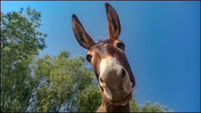 L'âne est un mammifère herbivore.